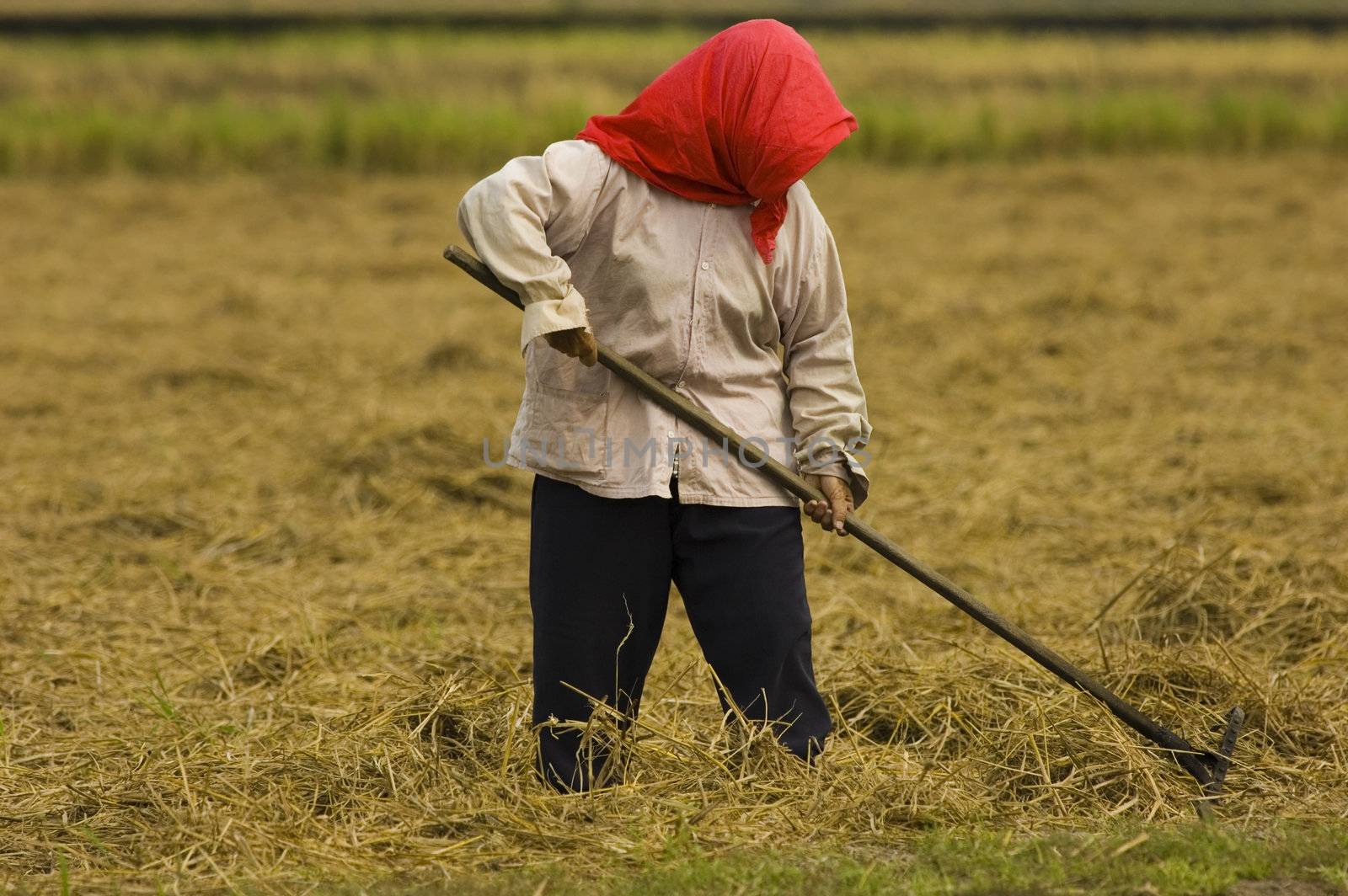 farmer harvesting crops 