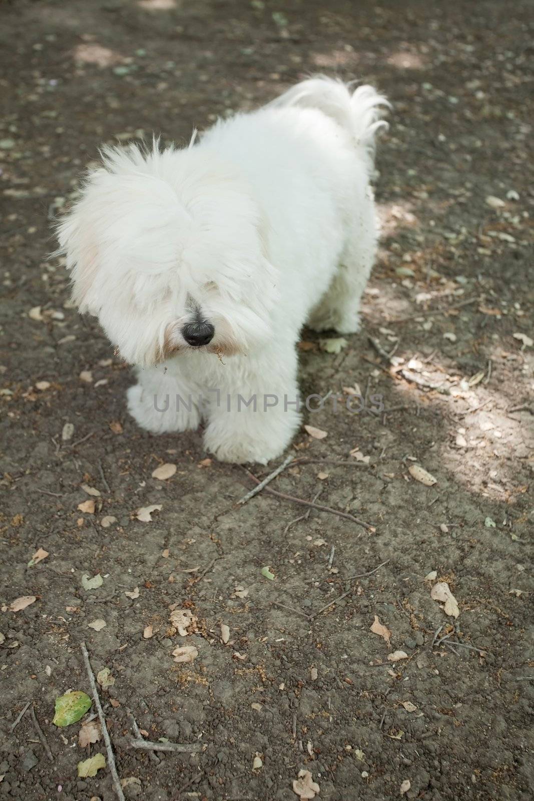 Coton de Tul�ar is a small breed of dog. It is named after the city of Tulear in Madagascar, and for its cottony textured coat
