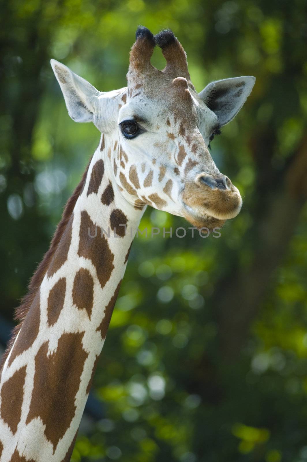 portrait of a giraffe by yuliang11