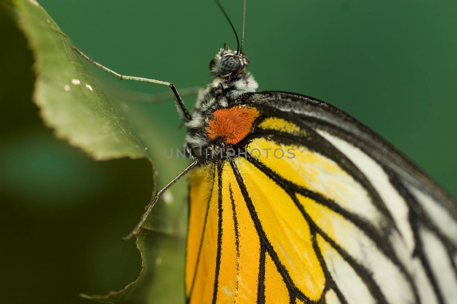 butterfly by yuliang11