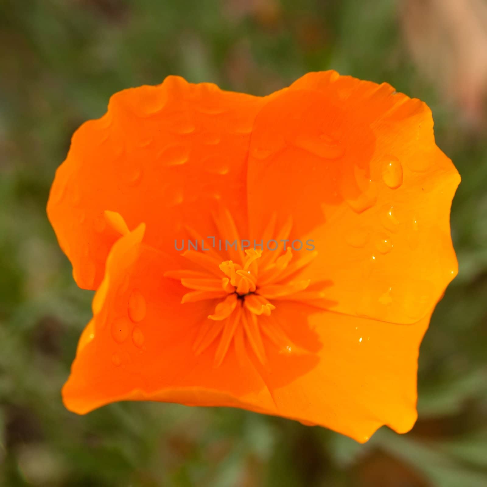 California poppy by melastmohican