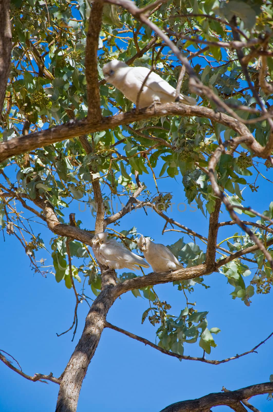 australian birds in the tropical area, northern territory
