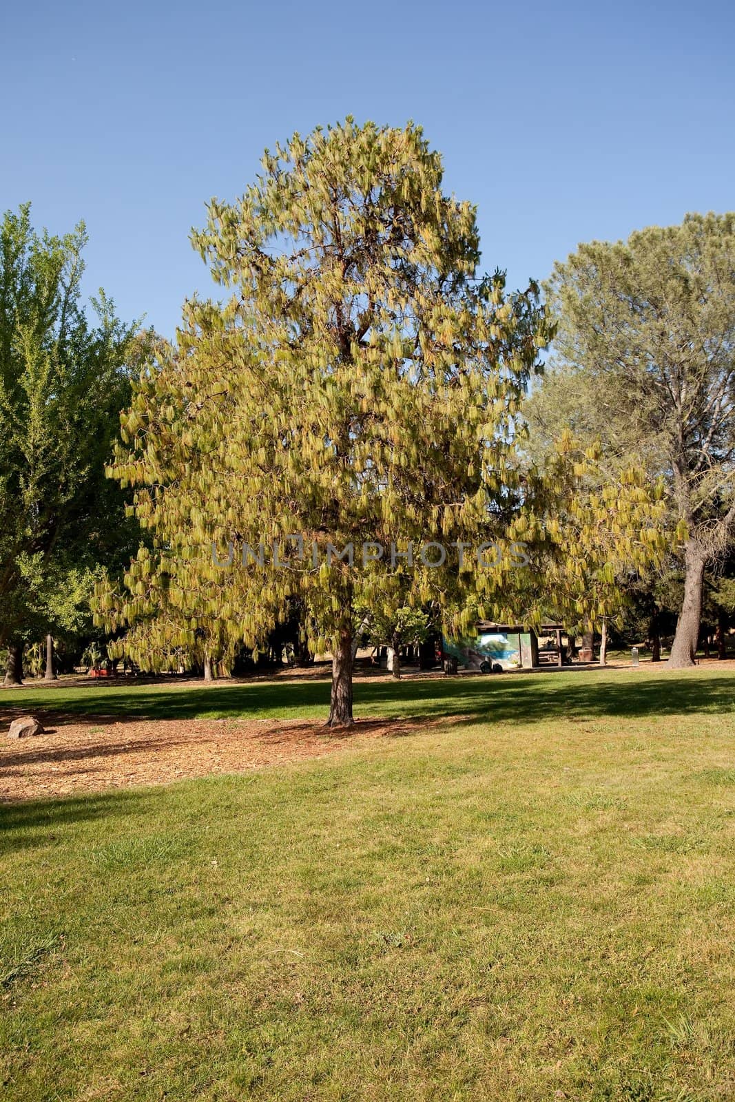 Eastern White Pine (Pinus strobus) is a large pine native to eastern North America, occurring from Newfoundland west to Minnesota and southeastern Manitoba, and south along the Appalachian Mountains to the extreme north of Georgia.