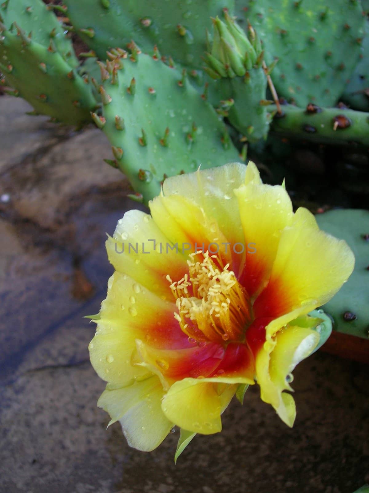 Yellow and red flower of a prickly pear cactus