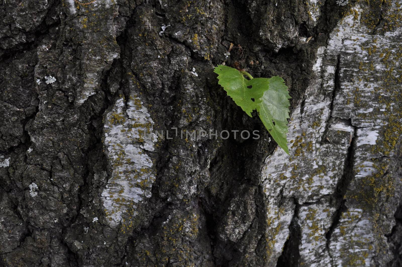 old birch by kalleballes