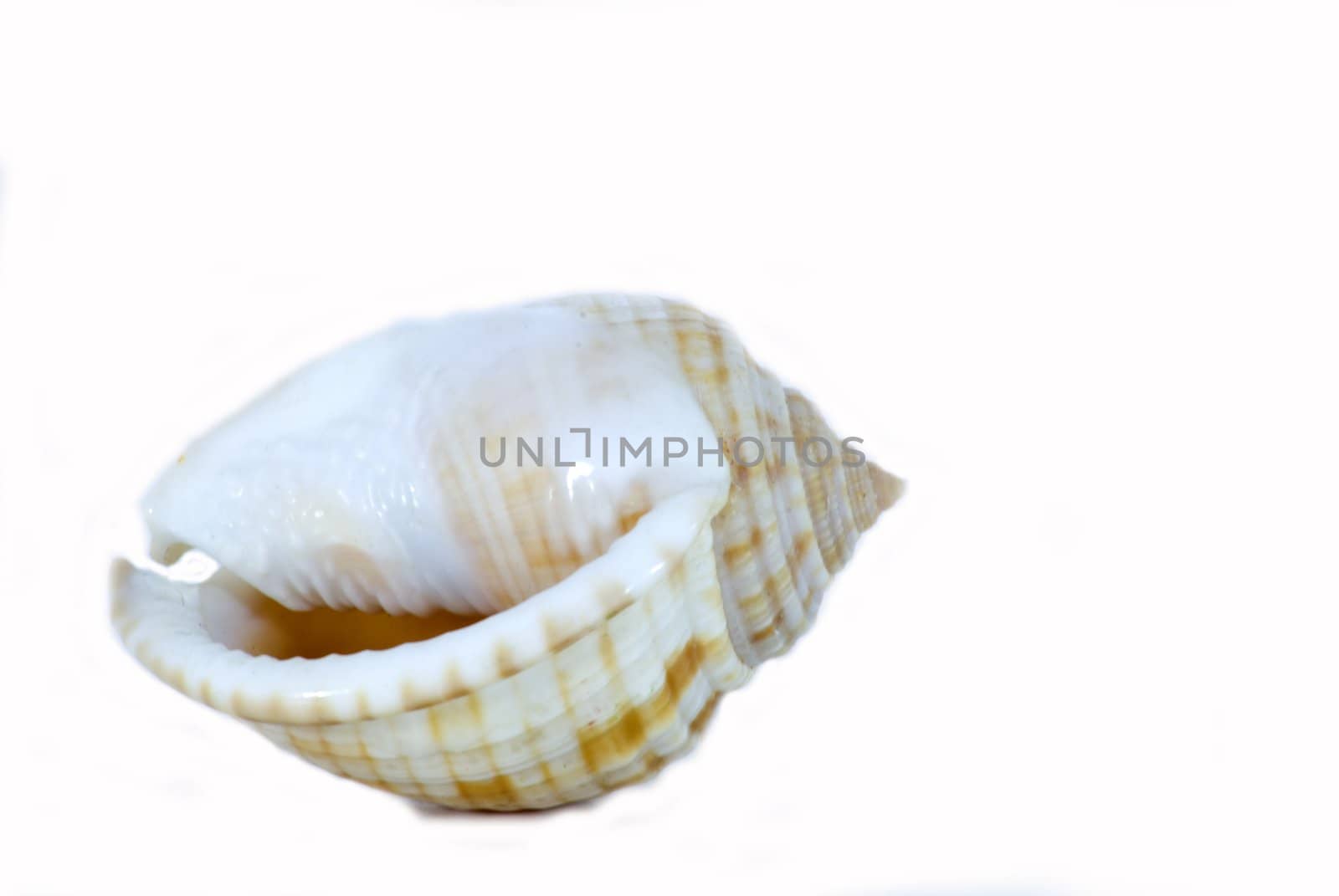 Concha Sea Shell by candan