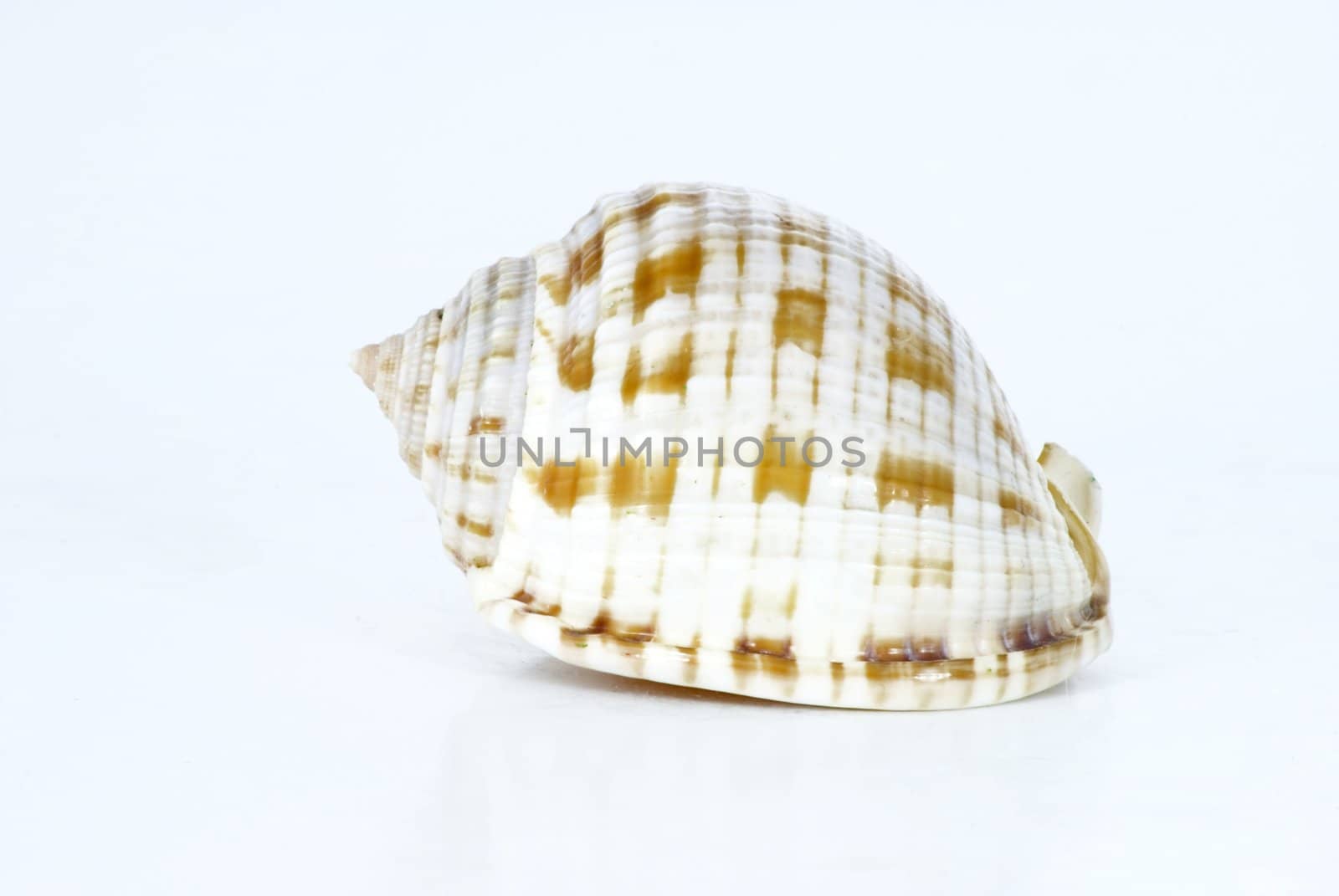 Concha Sea Shell. by candan