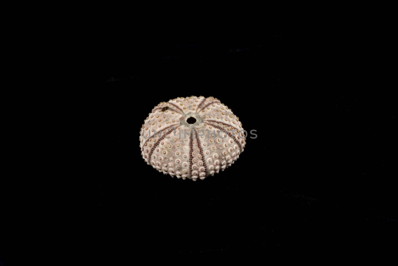 Perfect Sea Urchin Isolated on Black by candan