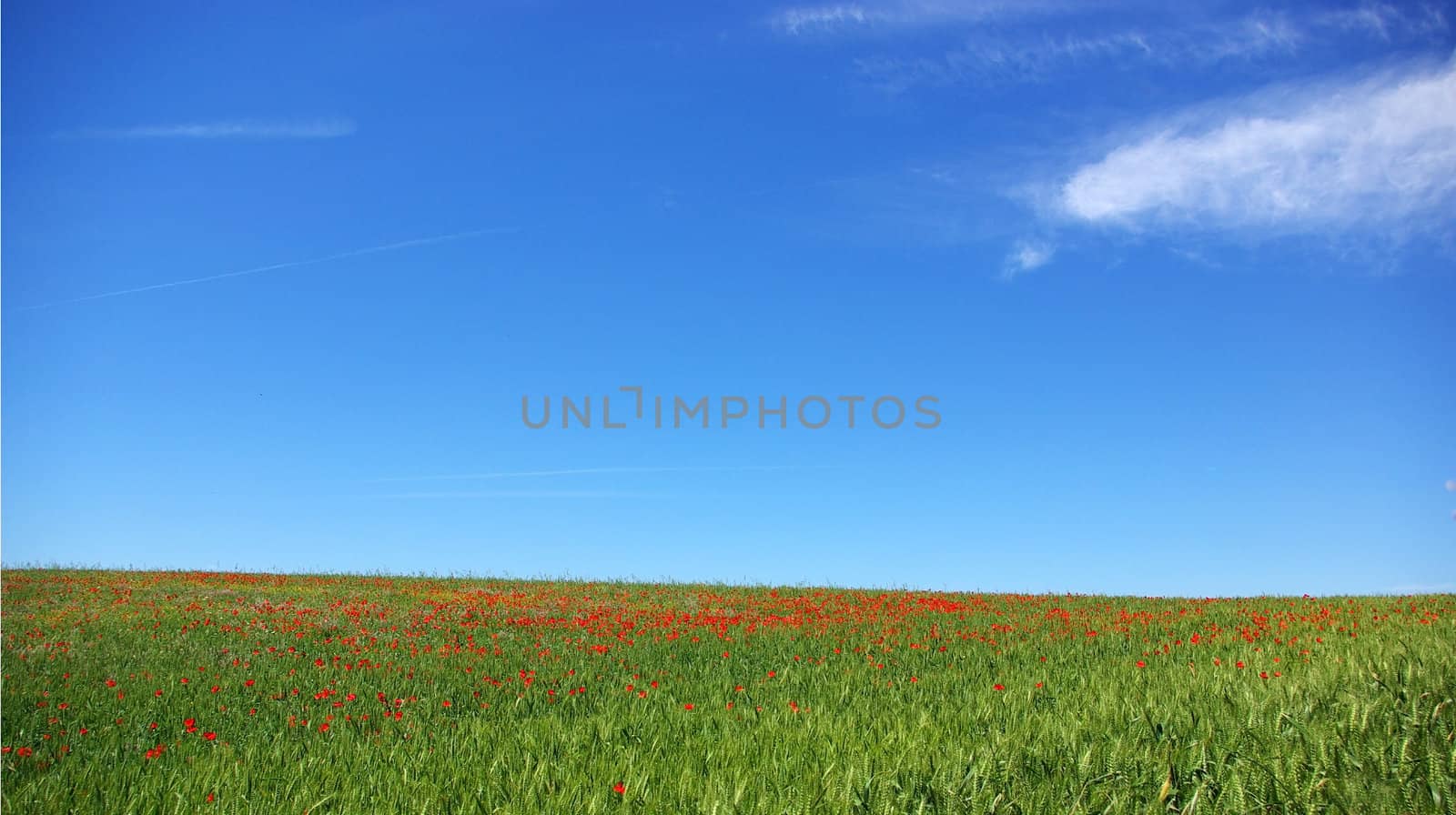 Poppies  in colored field.