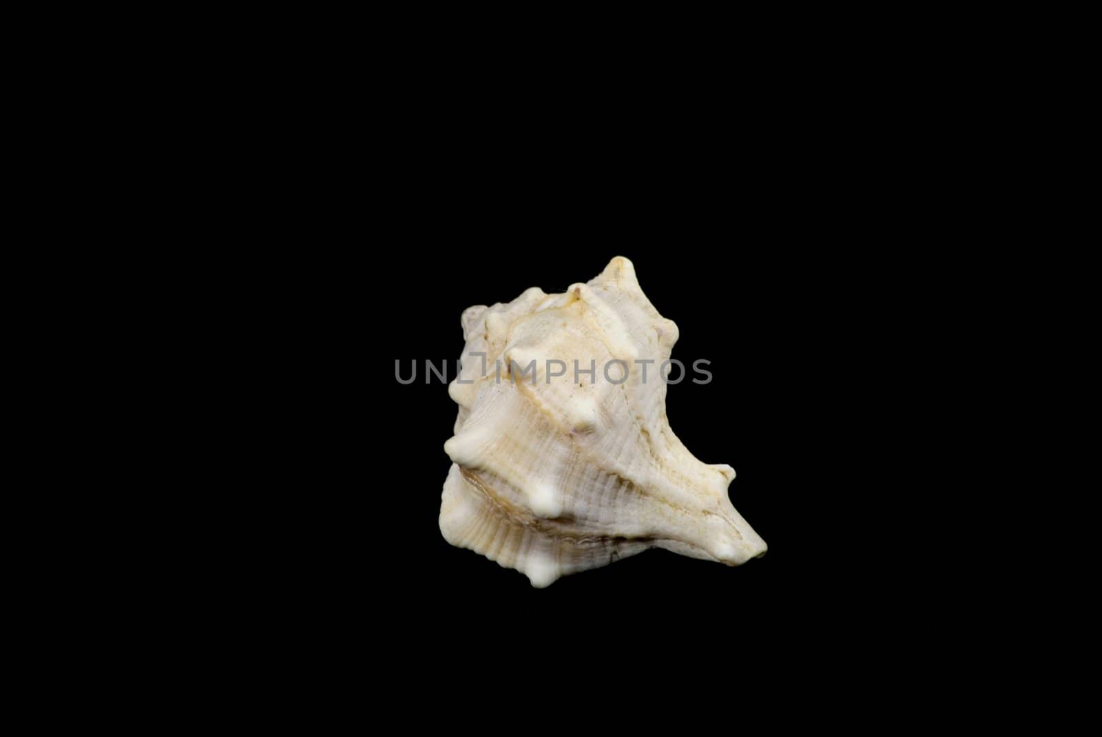 Concha Sea Shell.. by candan