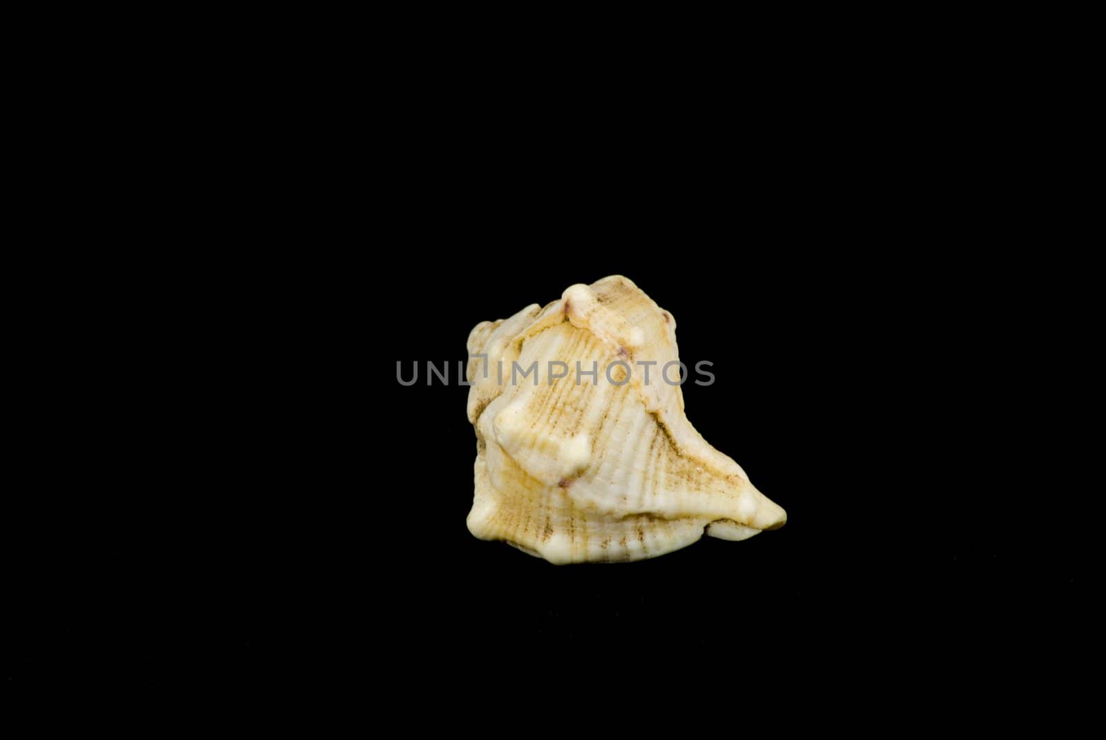 Concha Sea Shell... by candan