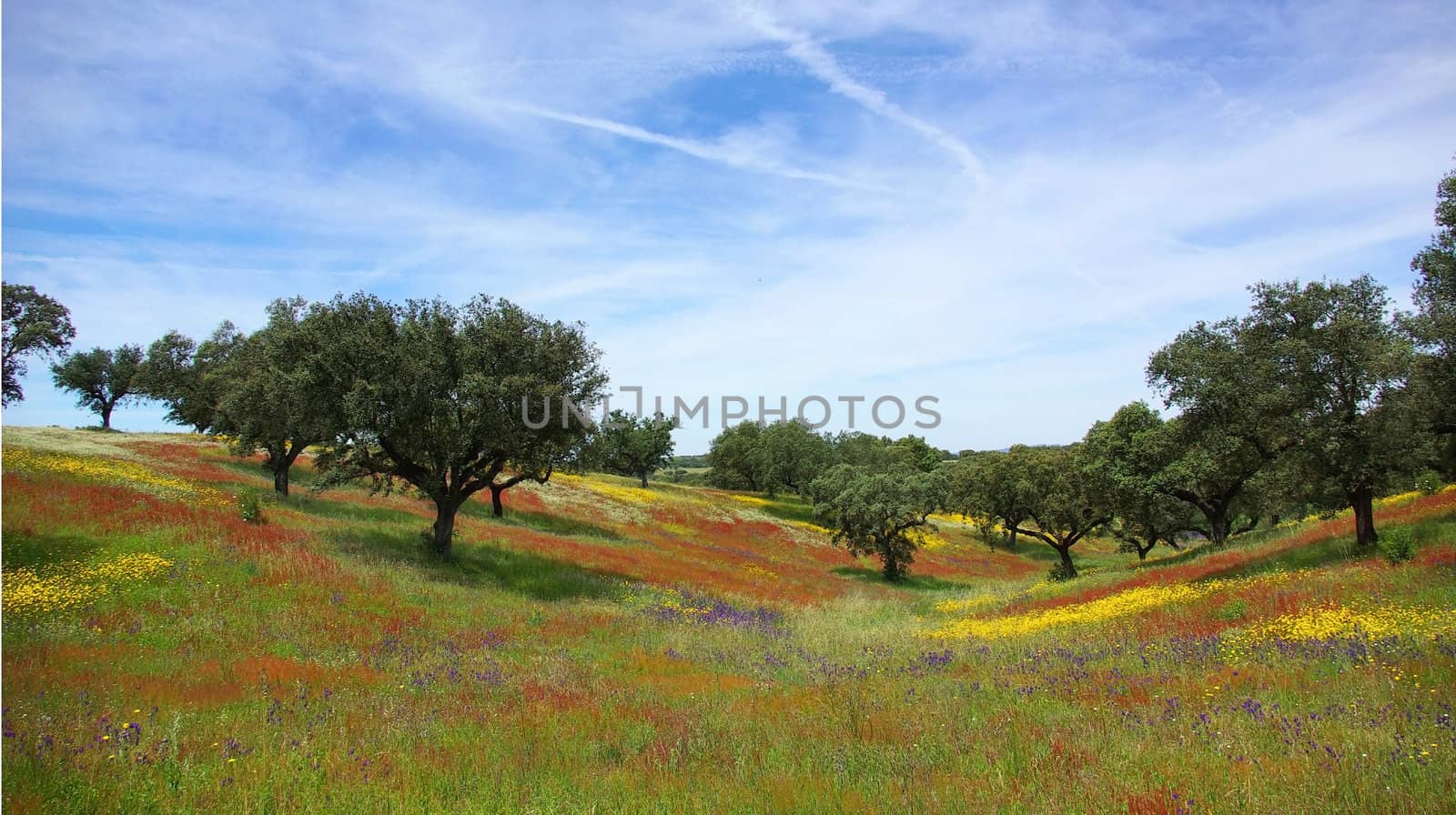 Colored field in alentejo in the Spring.
