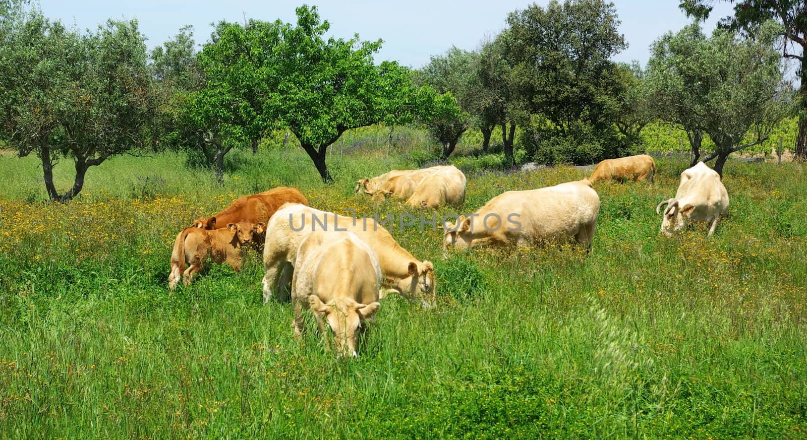 The cows graze in the green field.