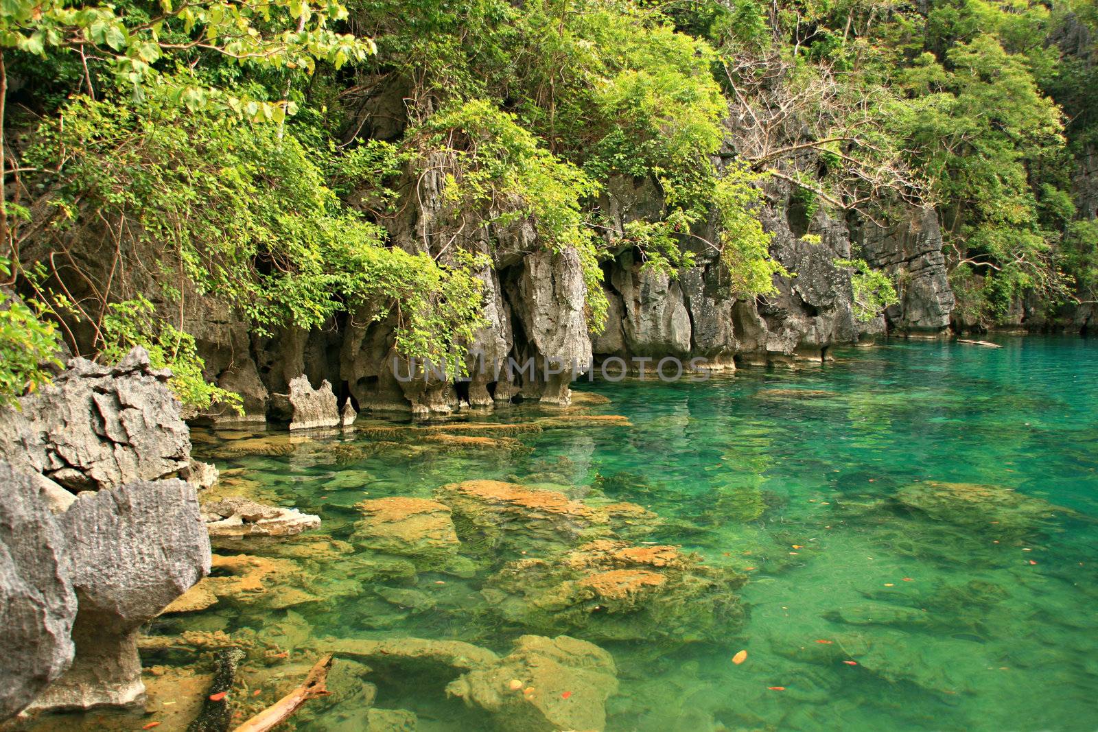 peaceful and enchanting green lake
