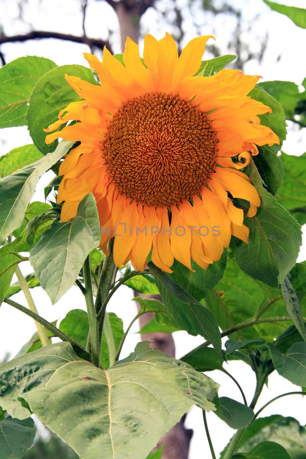 giant yellow sunflower on a sunny afternoon
