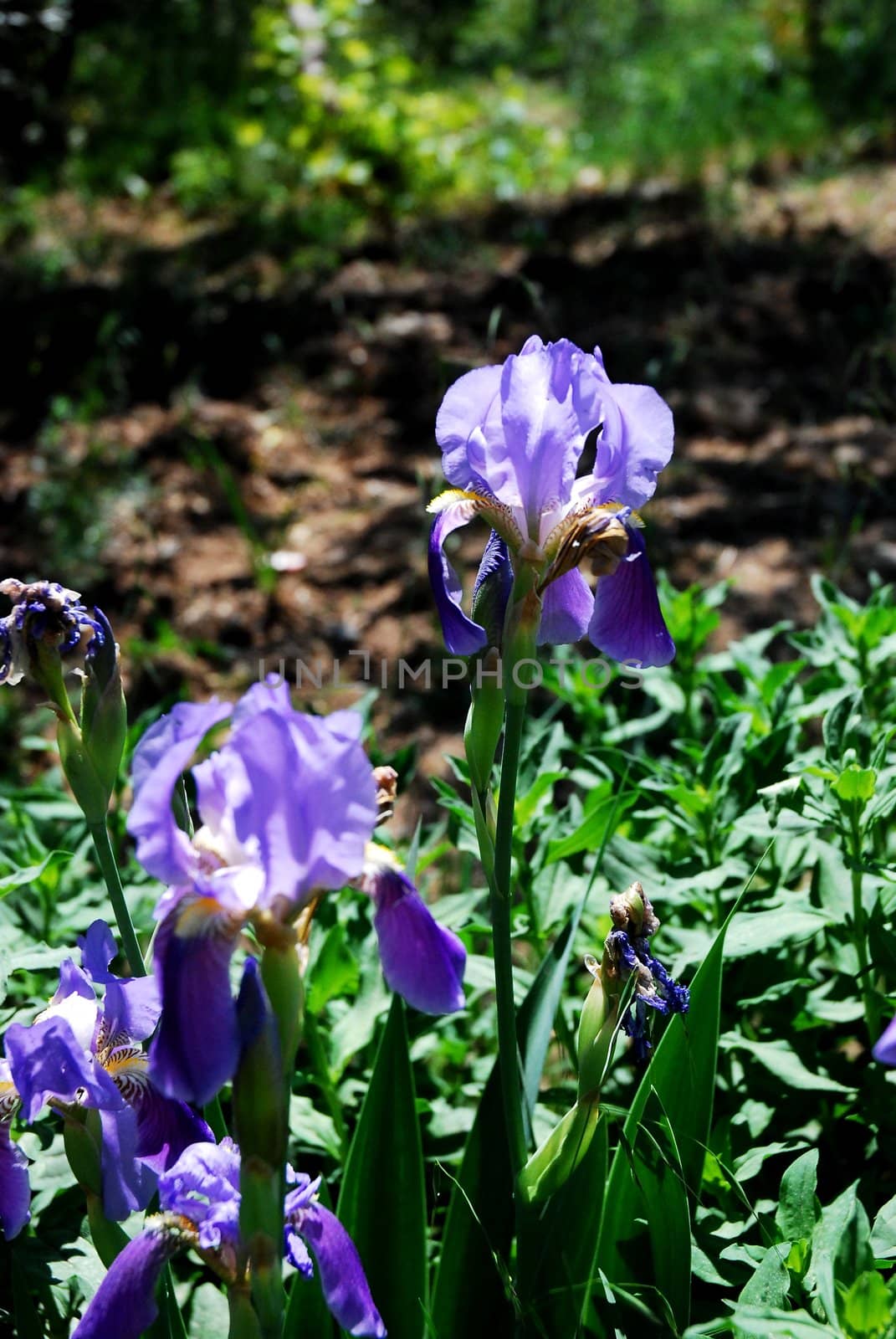 Violet flower - iris. by candan