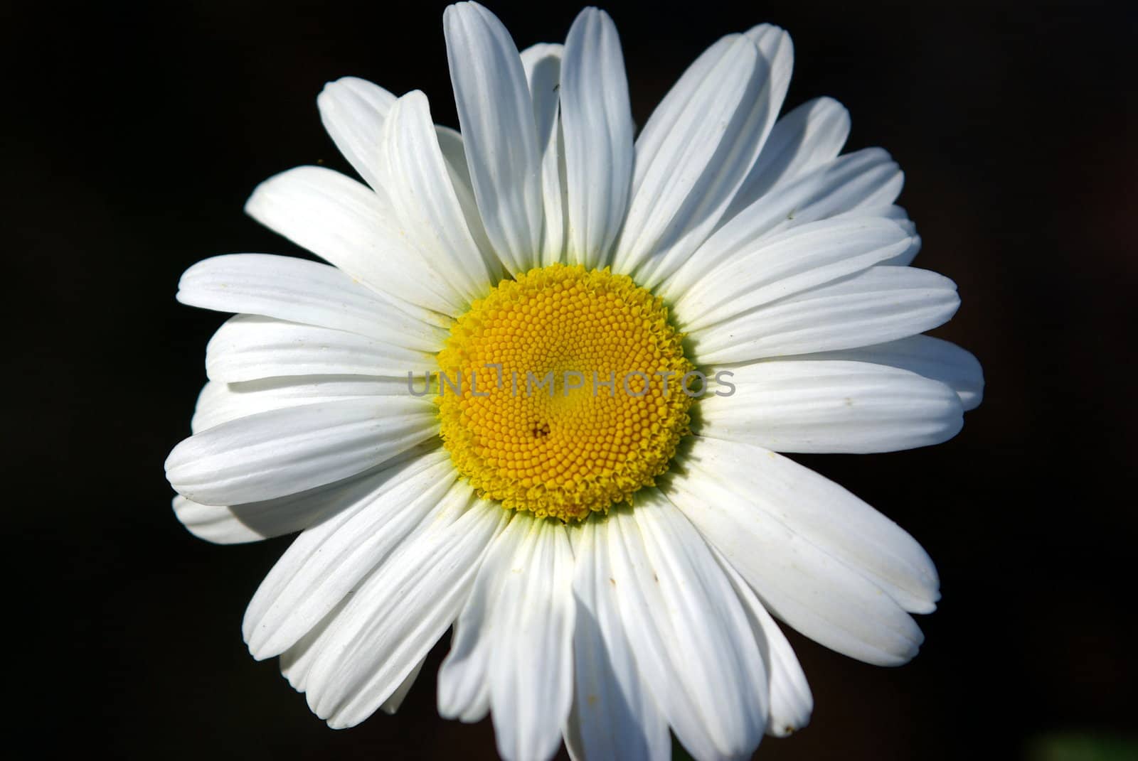 One white daisy on a black background.