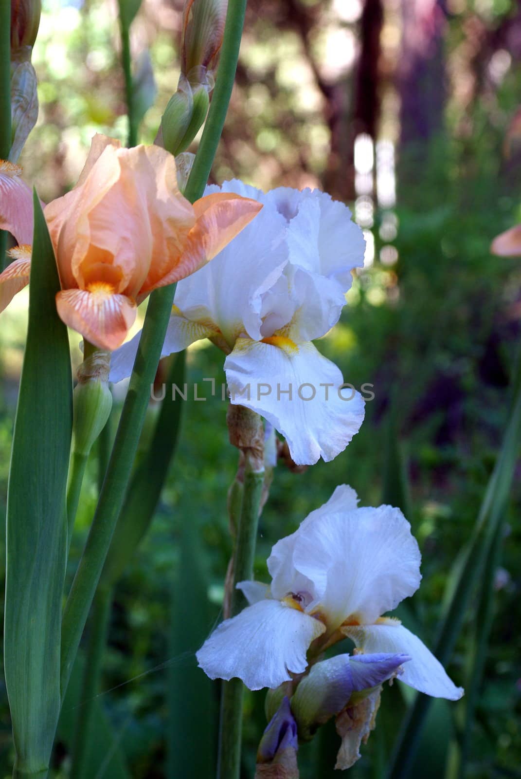 White and peach colored  iris on a sunndy spring day