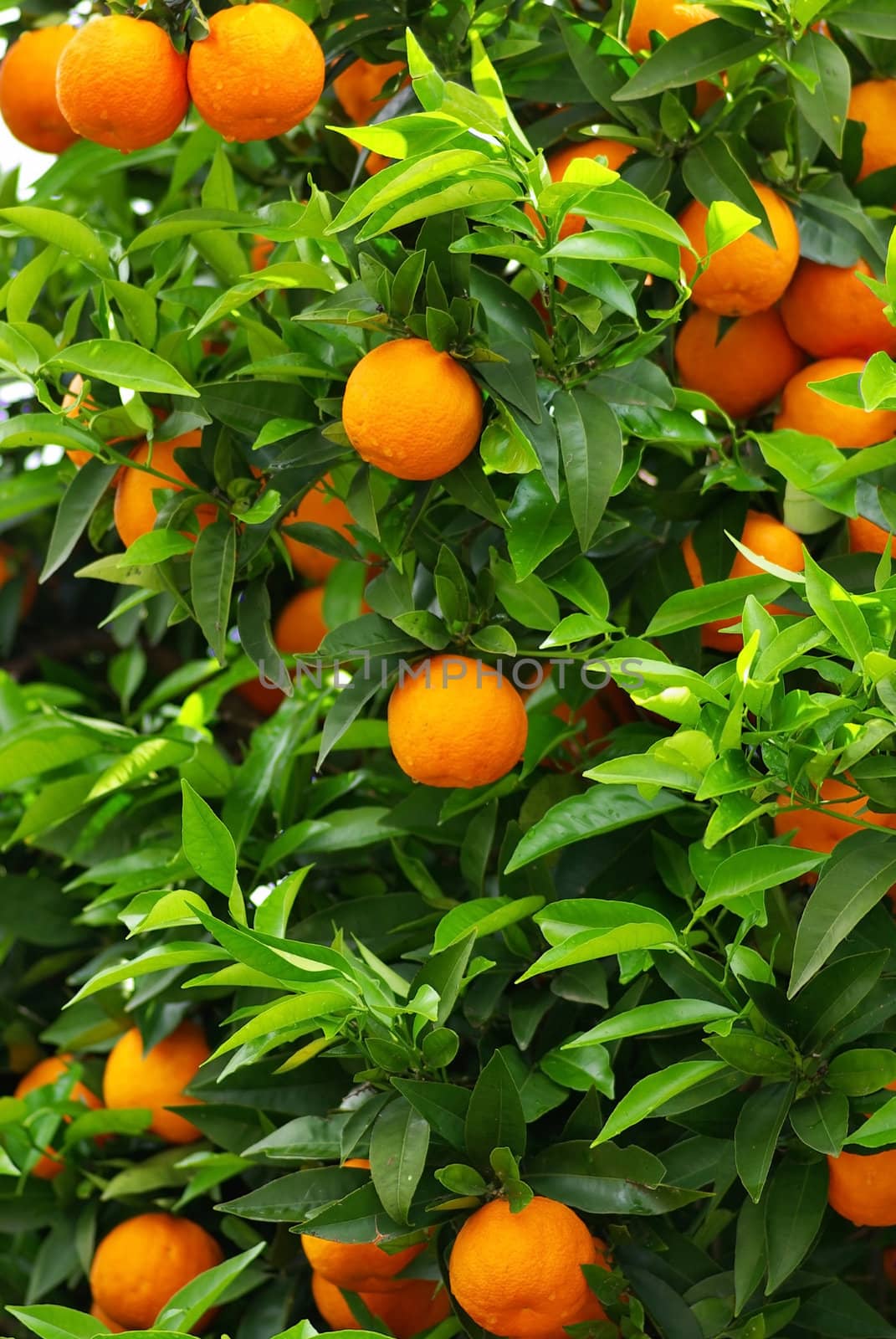 Green leaves and mature oranges on the tree.