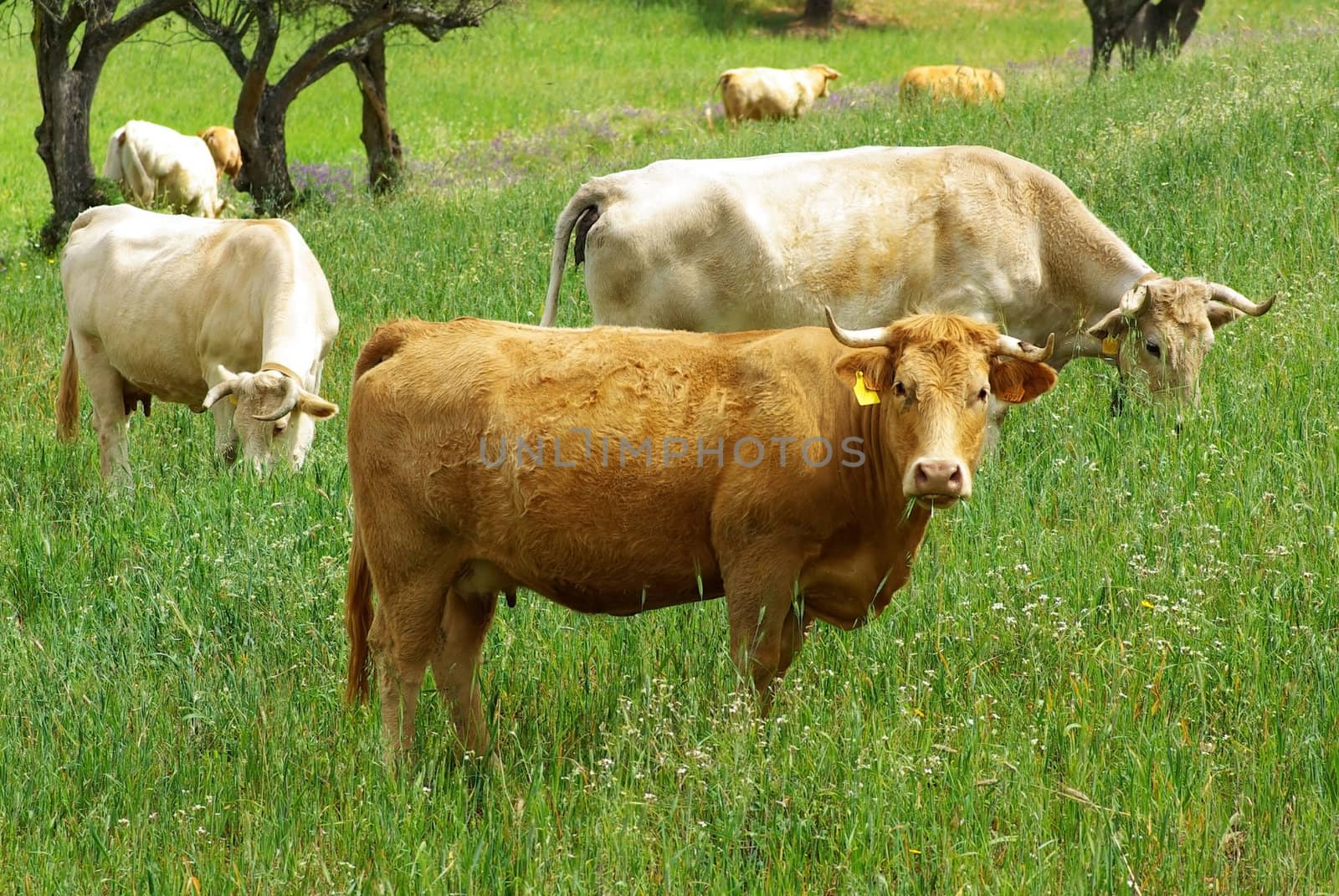 A cow of yellow coat looks at while it eats in the green field.