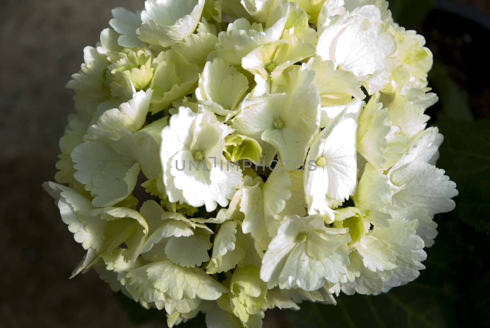 Close-up of a cluster of white hydrangea in the spring.