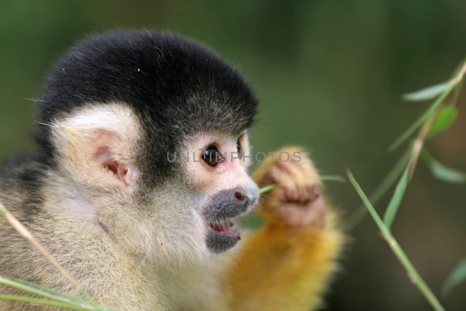 Squirrel monkey (saimiri boliviensis)