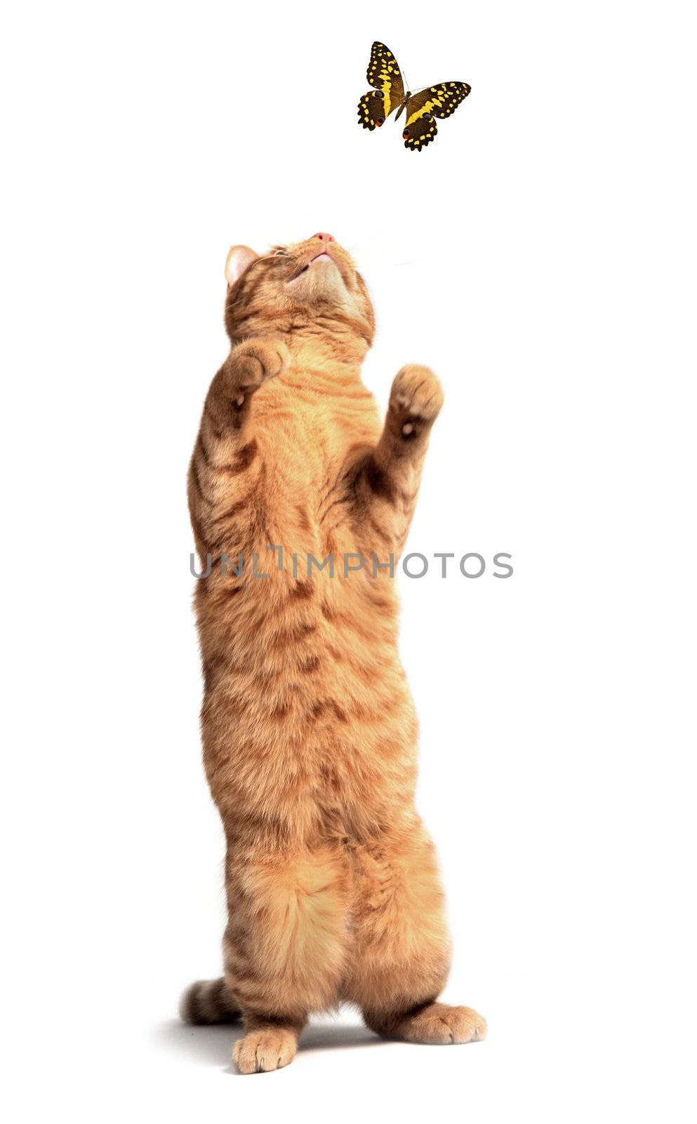 ginger cat upright with a butterfly in front of white background