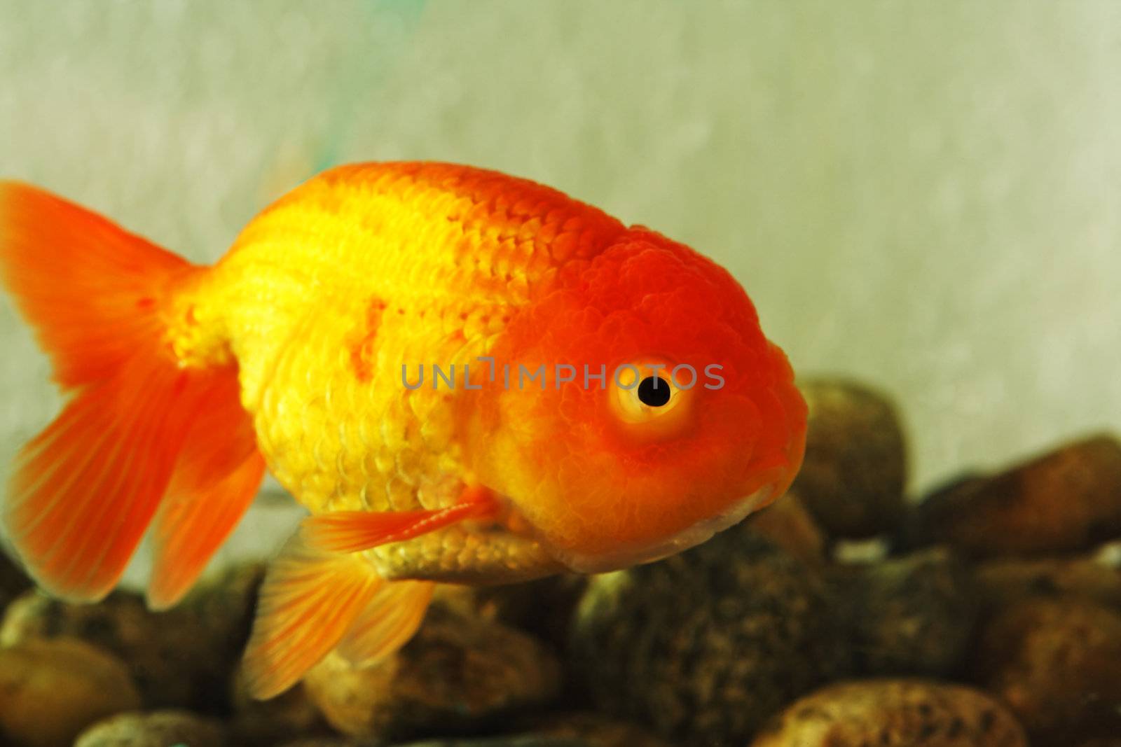 Lion head goldfish