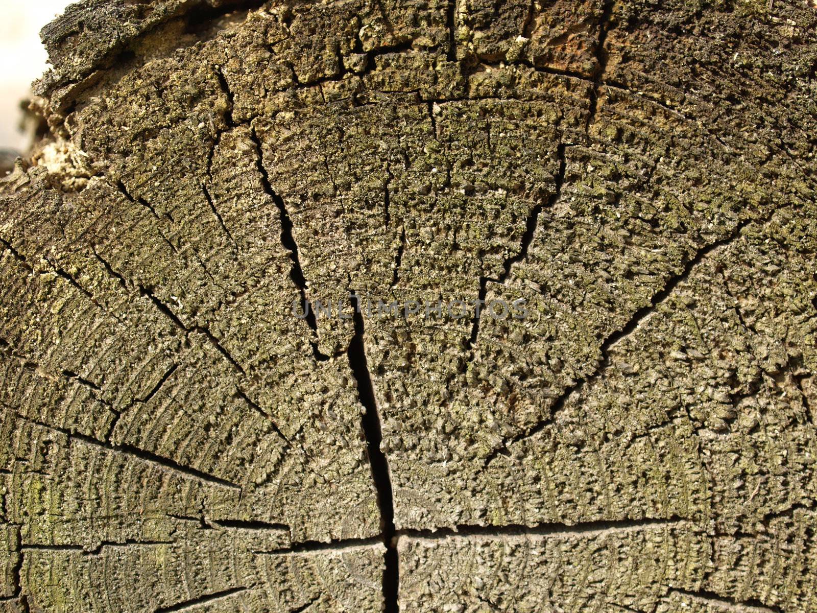 Detail of section of a tree trunk
