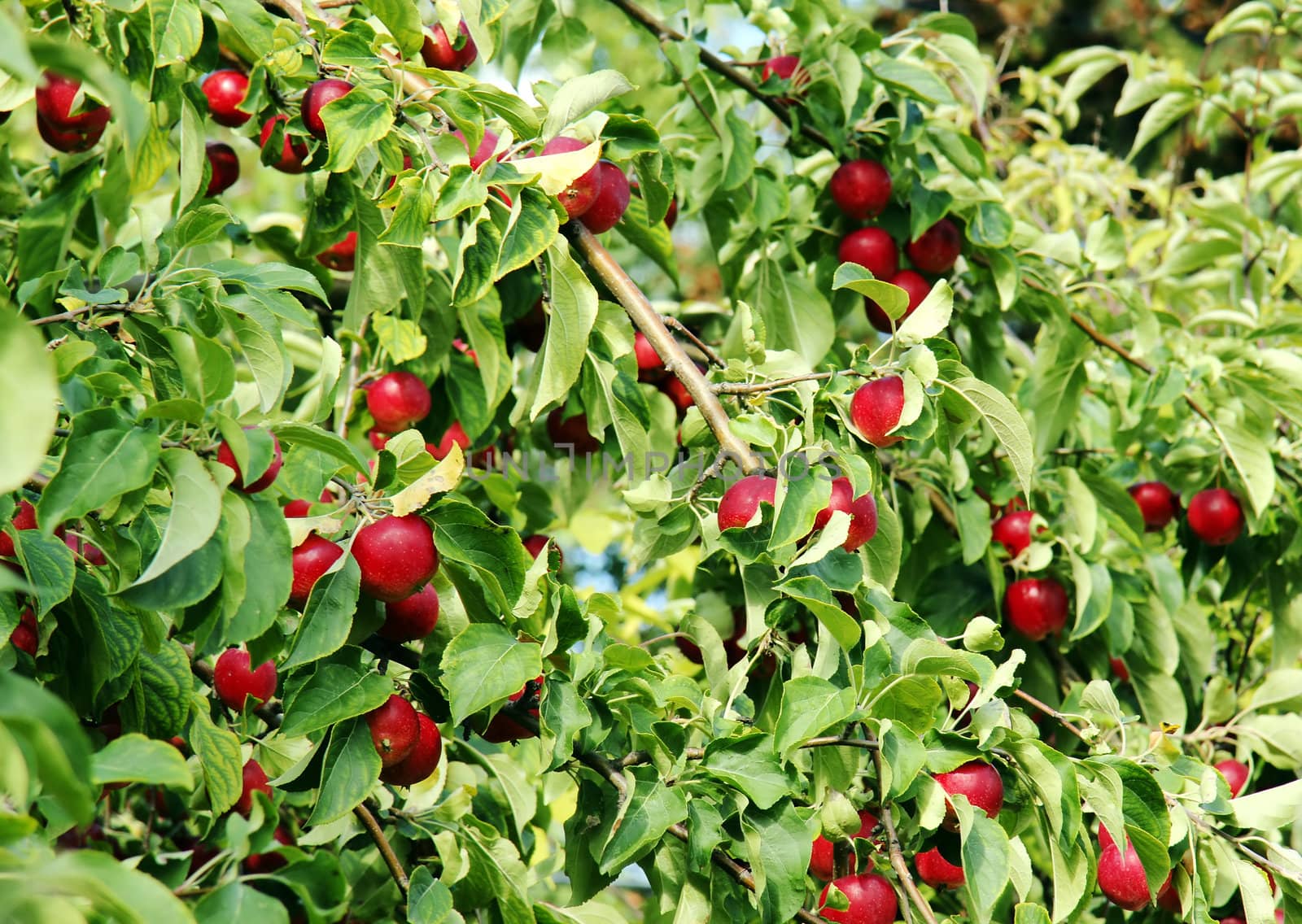 Apple tree branches full of bright red ripe apples ready for the picking.