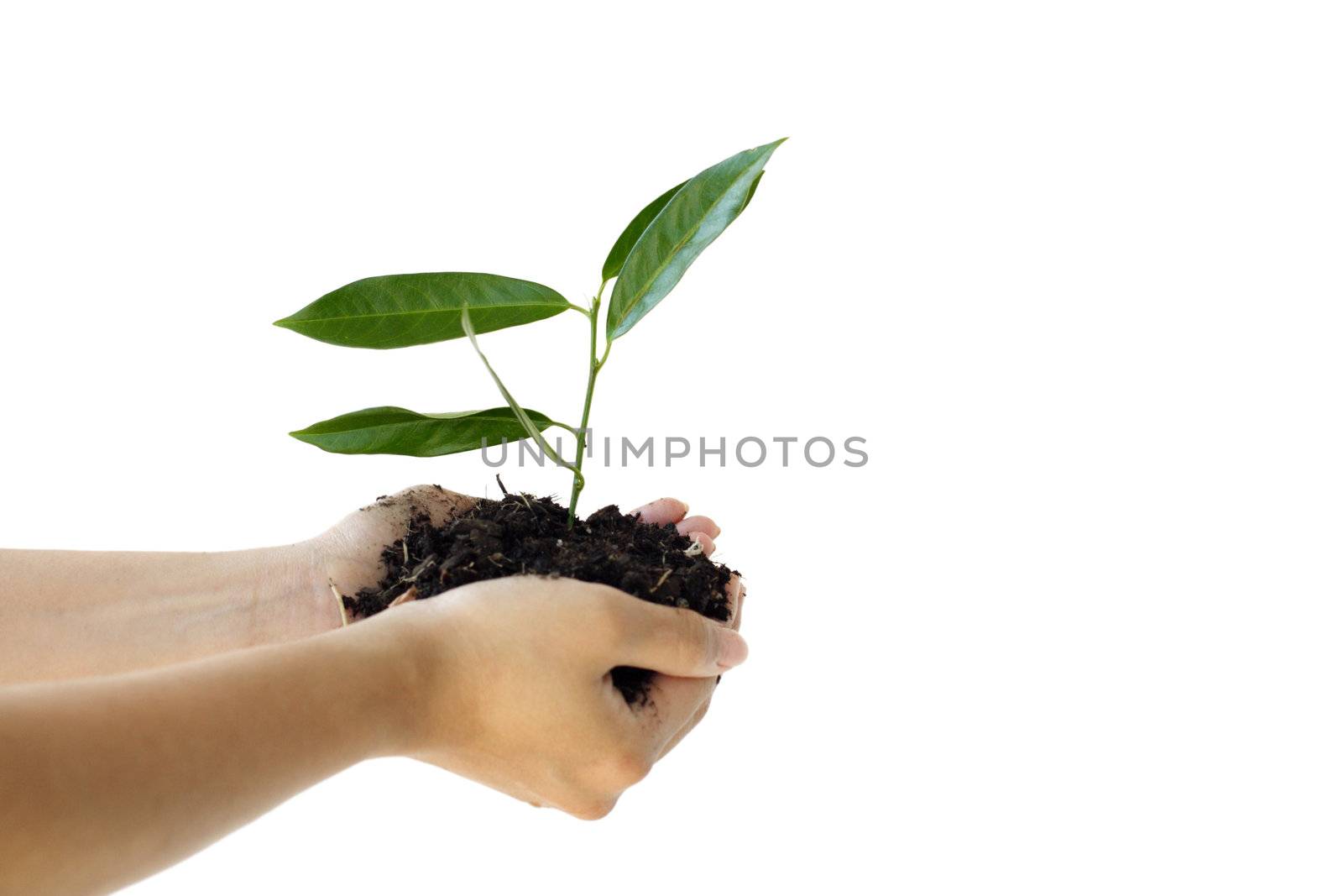 Hands holding a new plant