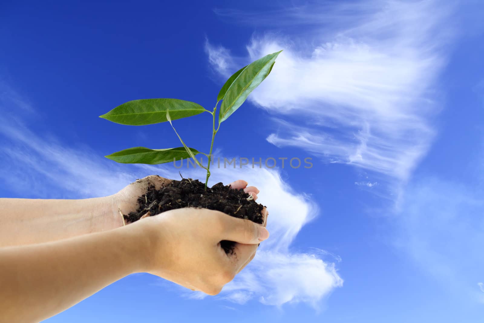 Hands holding a new plant against blue sky