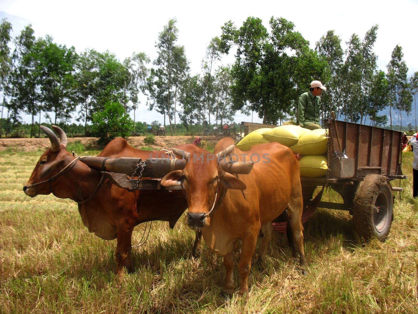 It is the harvest, are loaded bags of rice on the cart. Oxen waiting calmly