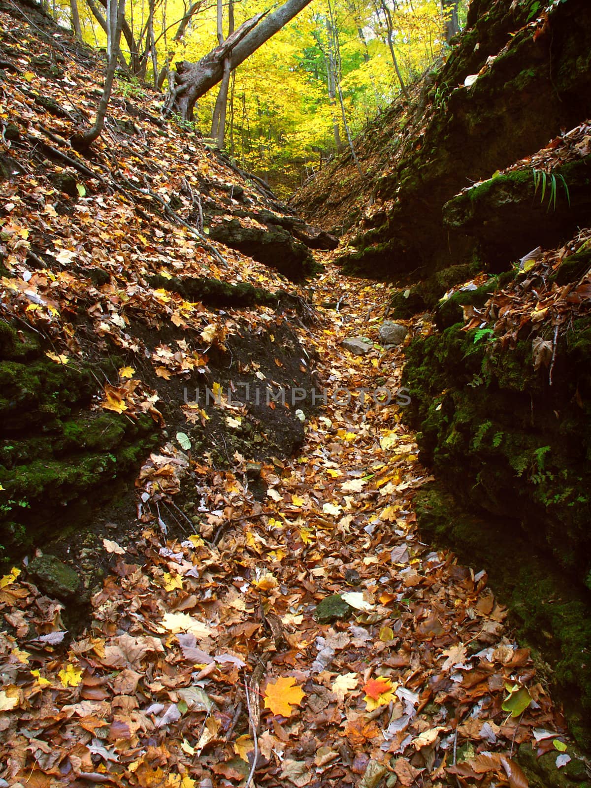 A deep gorge fills with falling leaves at Kishwaukee Gorge Forest Preserve in Illinois.