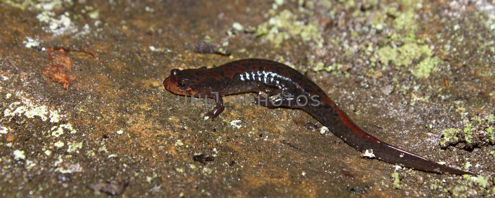 Dusky Salamander (Desmognathus conanti) by Wirepec