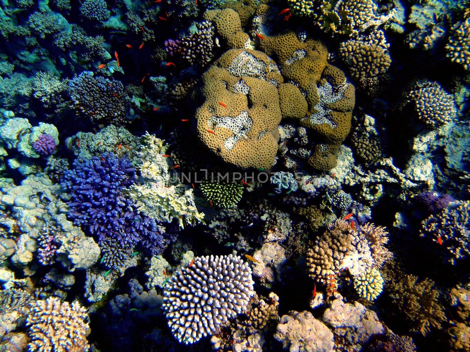 Multicolored corals by georg777