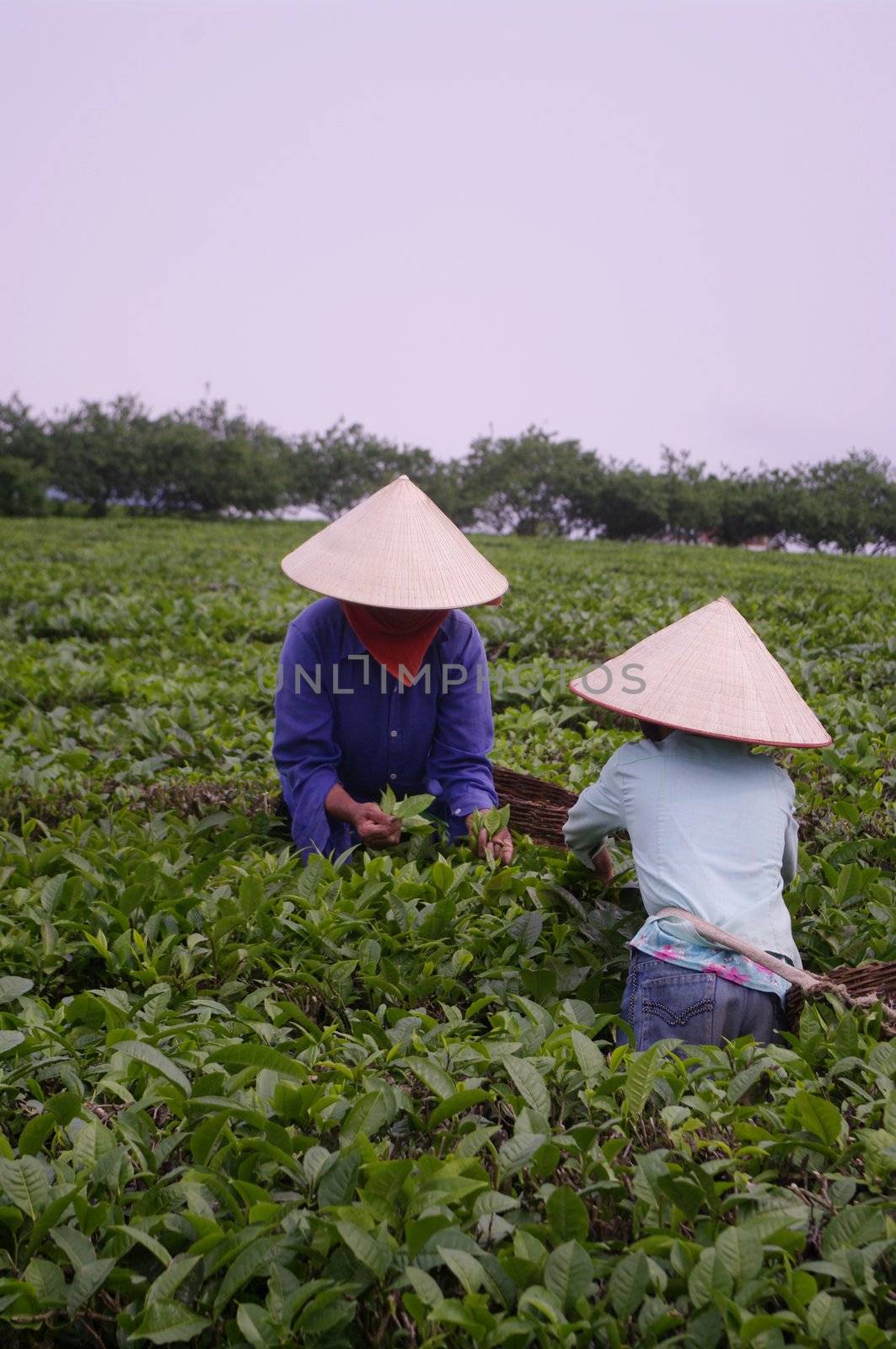 Women harvesting young leaves of tea plants
