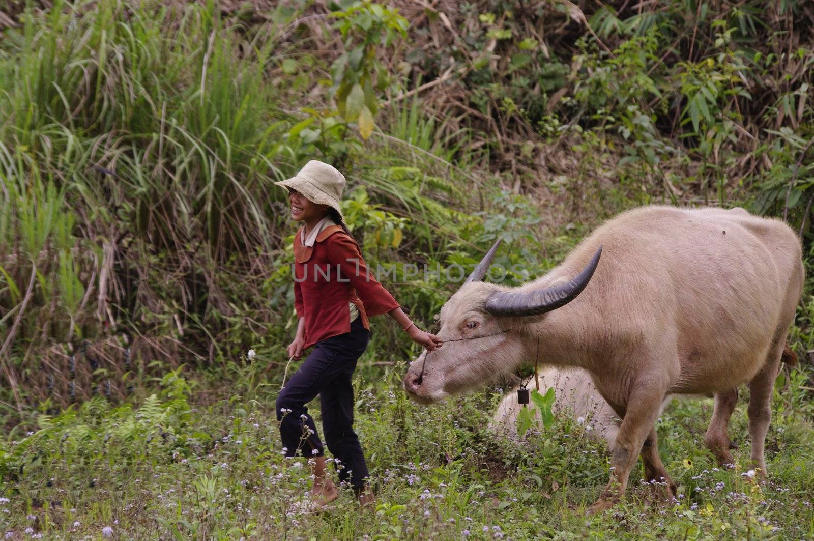 Girl and her albino buffalo grazing