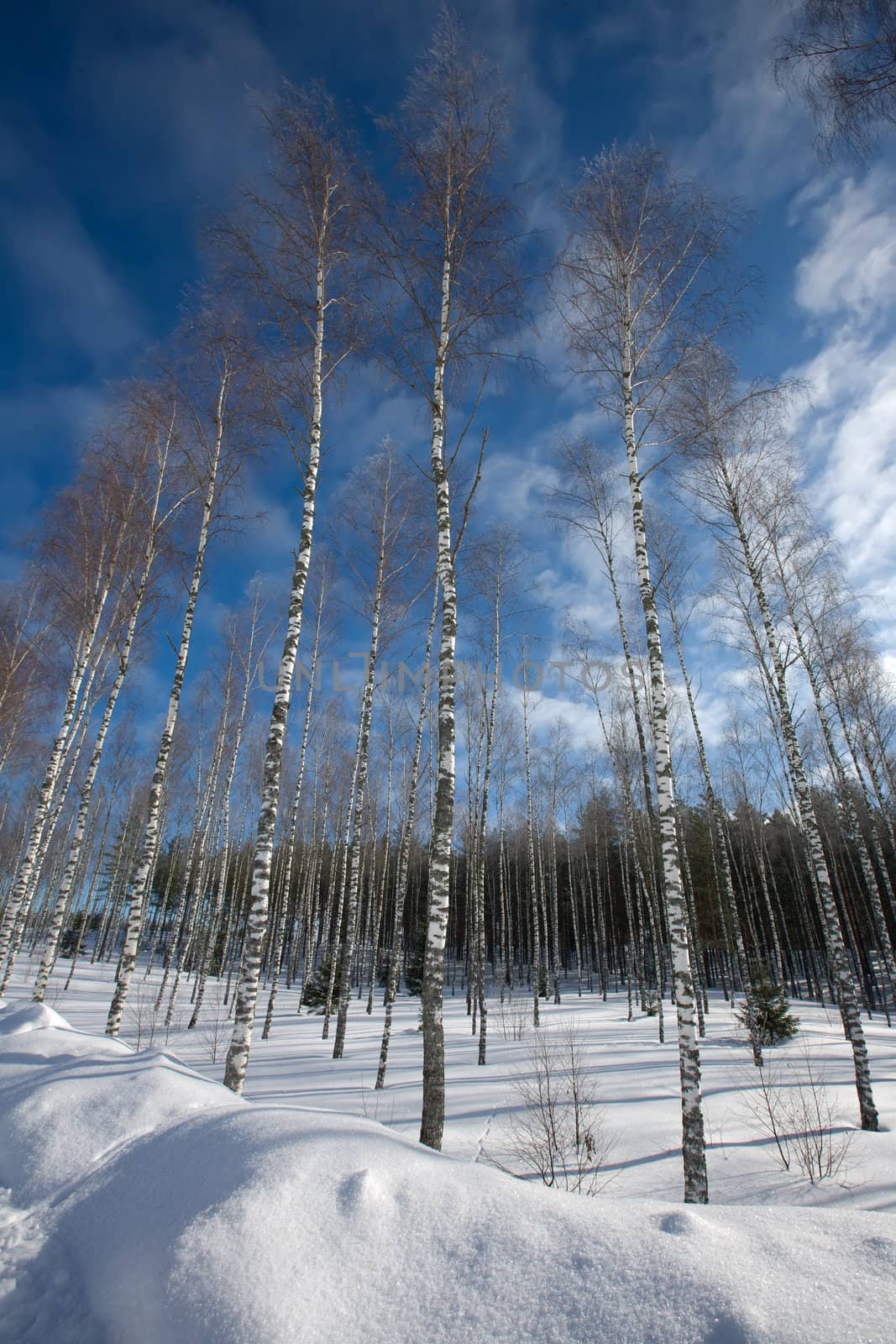 snow winter