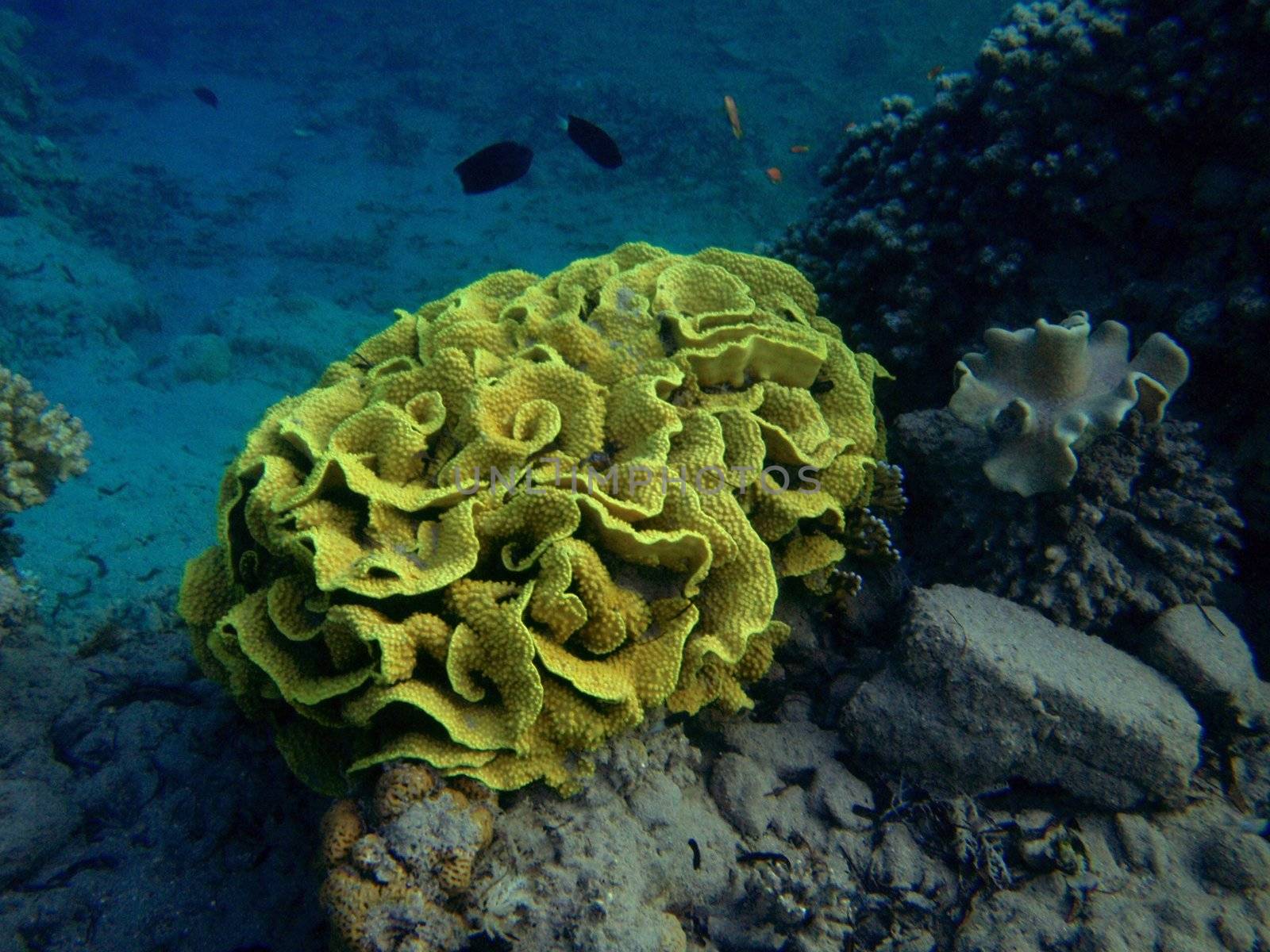 Coral Turbinaria by georg777