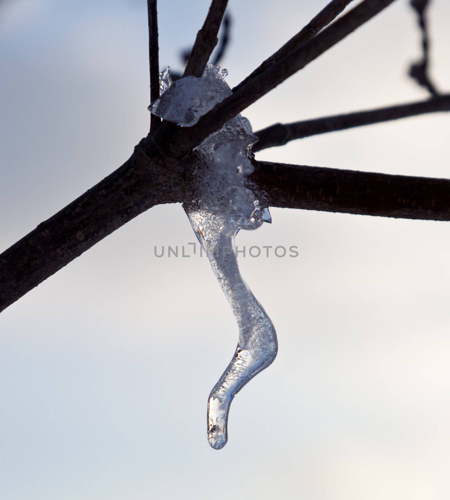 Ornate icicle dripping from a tree branch by steheap