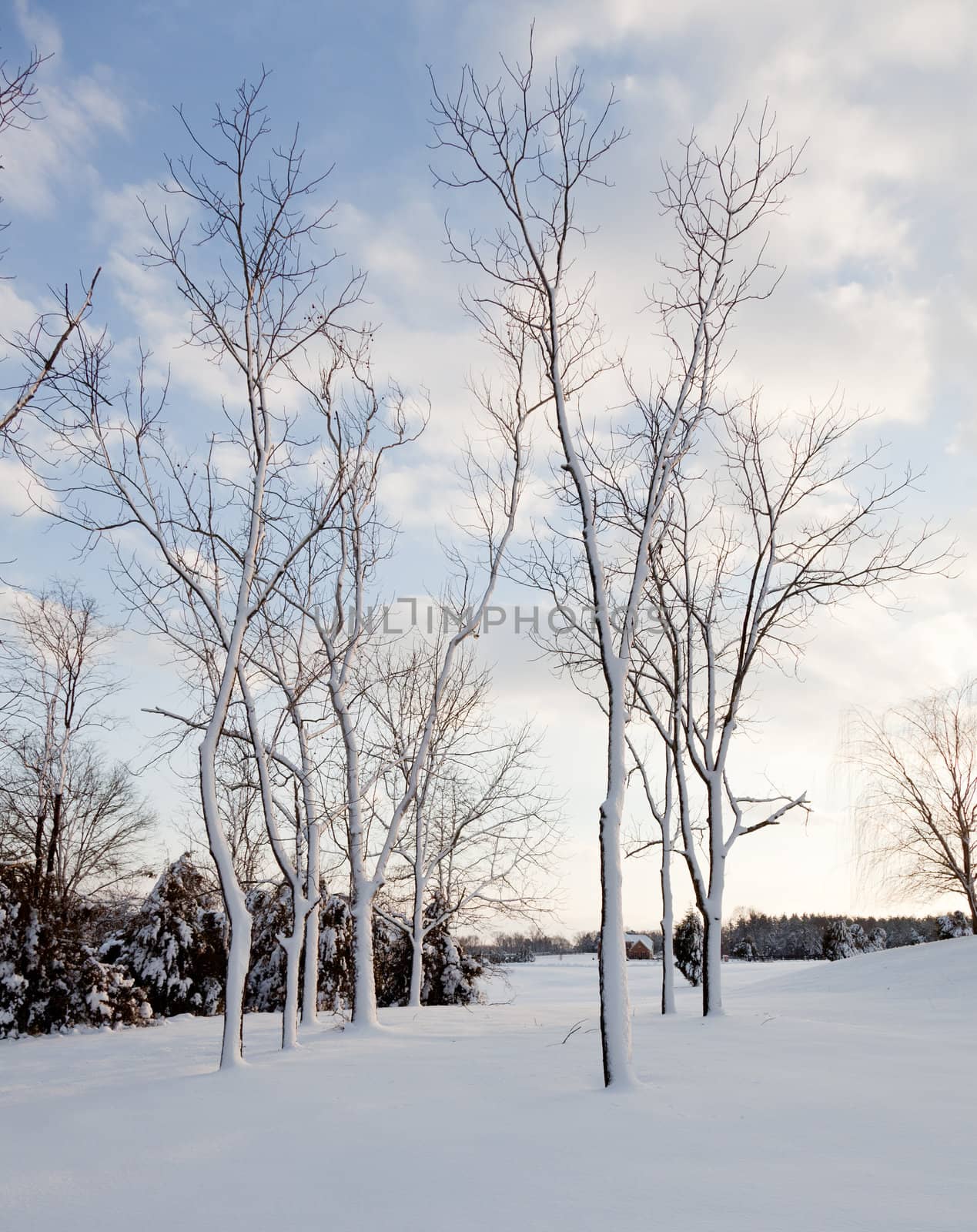 Snow sticking to sides of tree trunks after storm by steheap