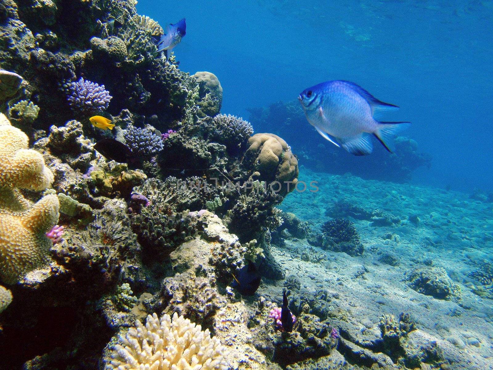 Red sea, Dahab, Egypt