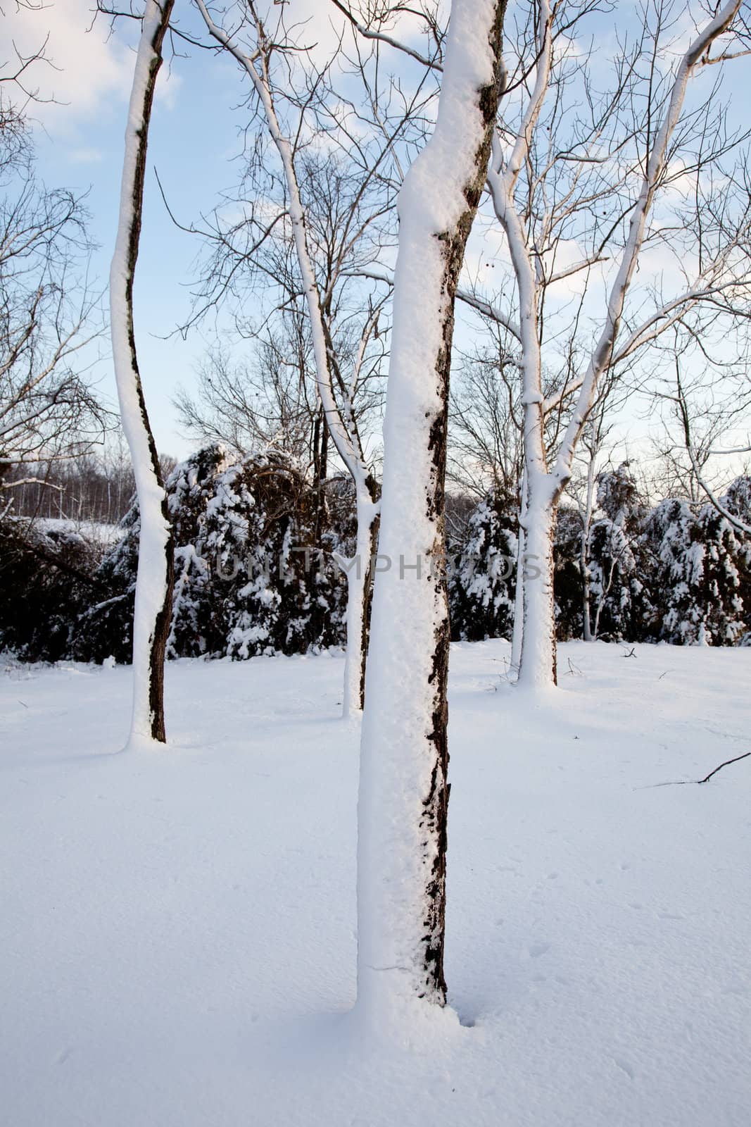 Snow sticking to sides of tree trunks after storm by steheap