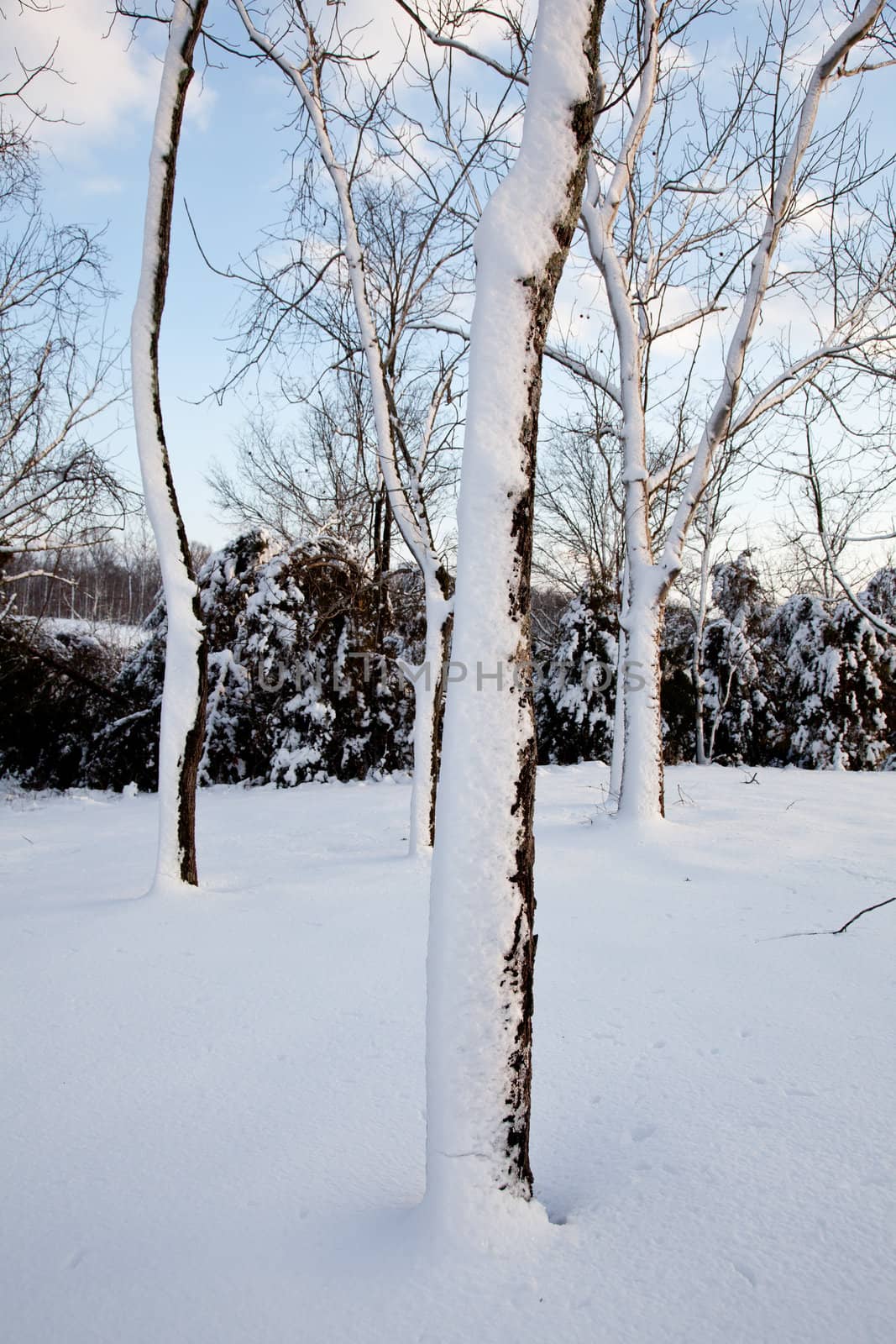 Heavy snowfall leaves bare trees covered in snow