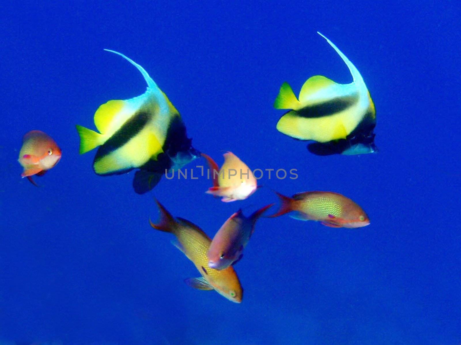 Red sea, Dahab, Egypt