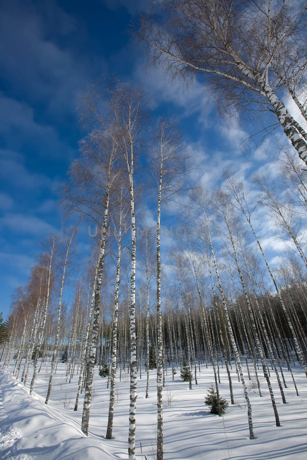 snow winter