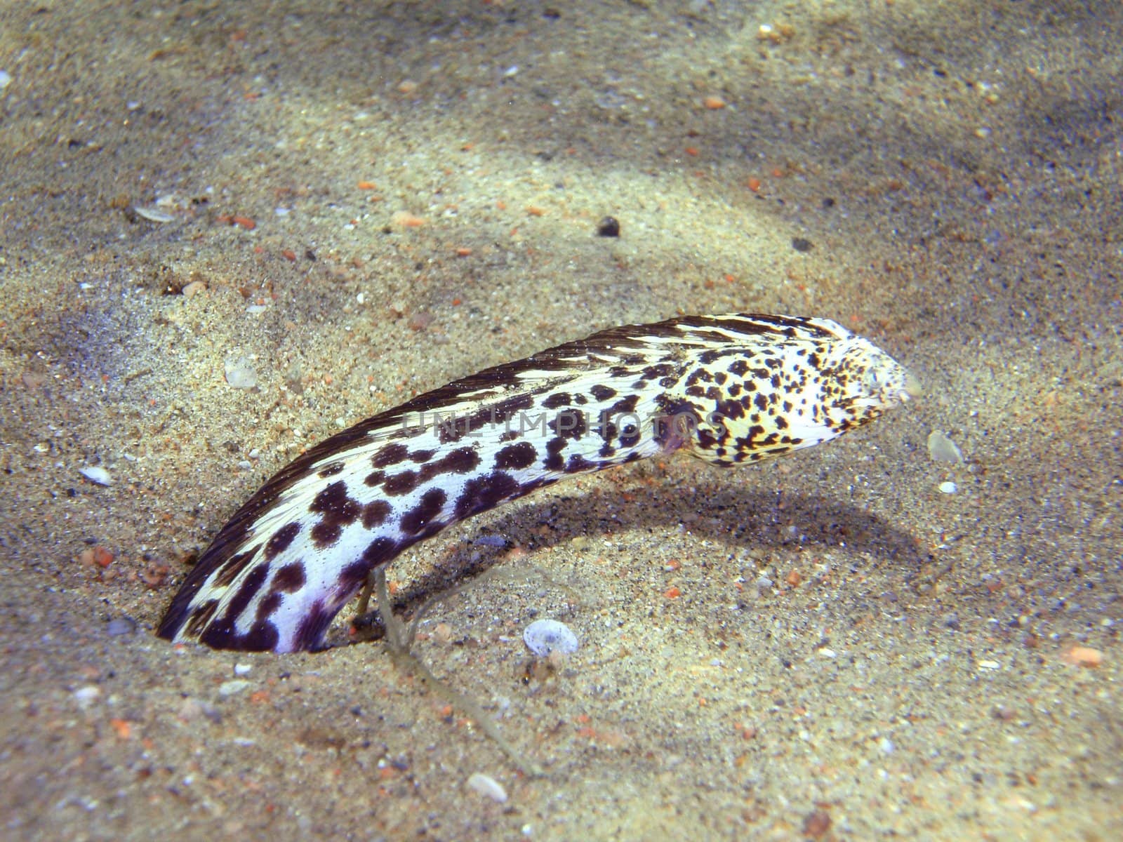 Underwater scene, Red sea, Egypt, Dahab