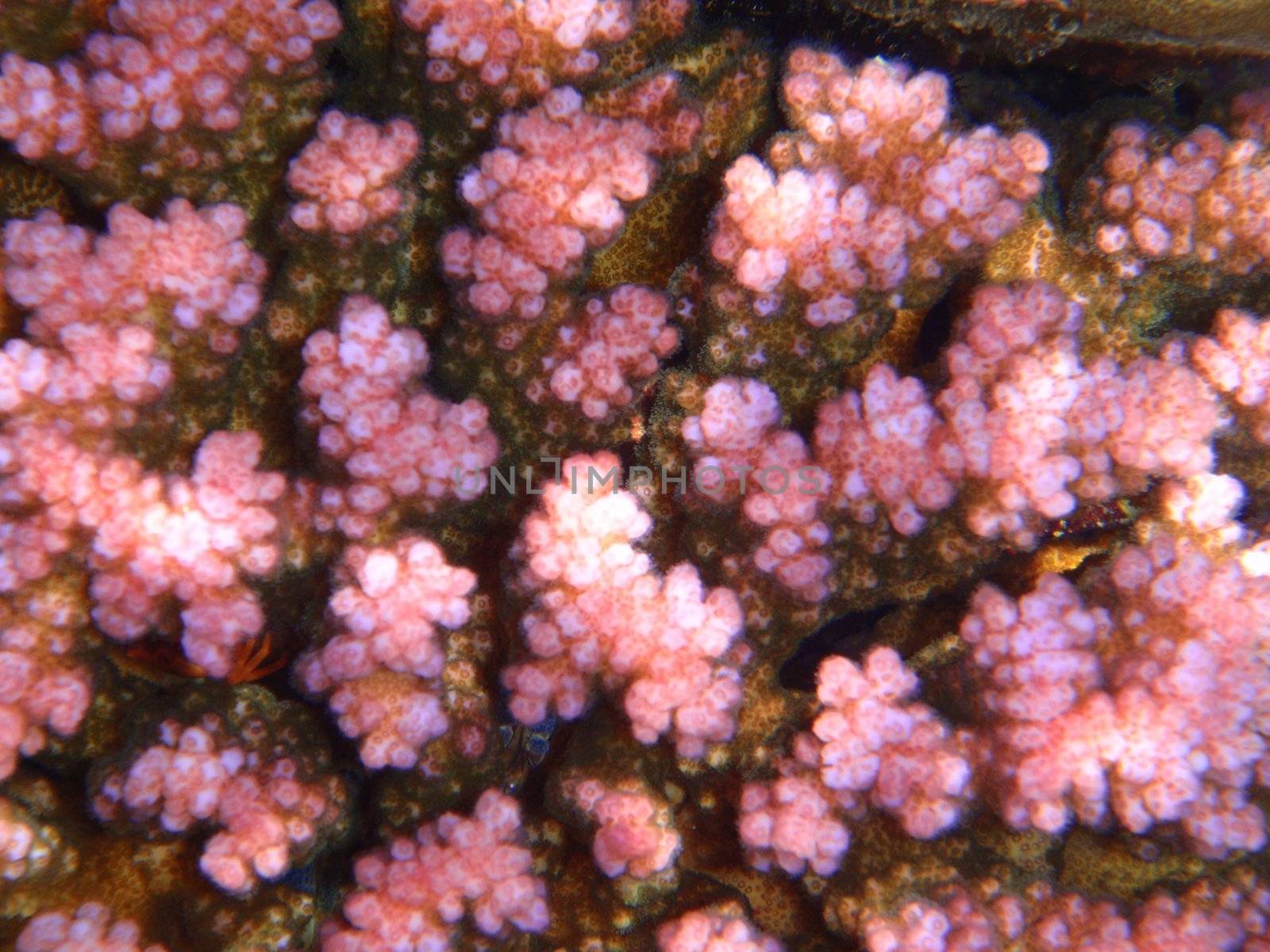 Red sea, Dahab, Egypt