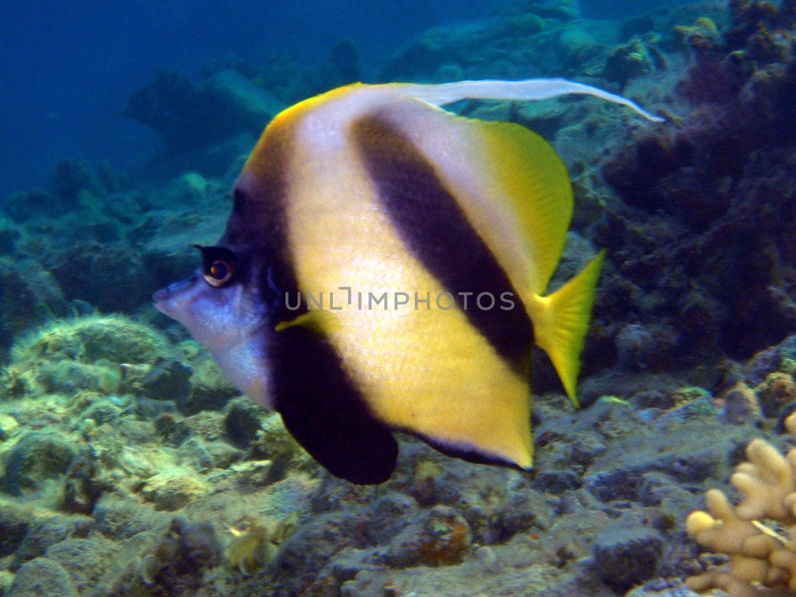 Butterfly fish by georg777